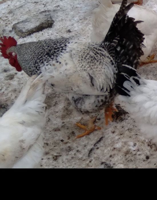 Продаються домашні півні