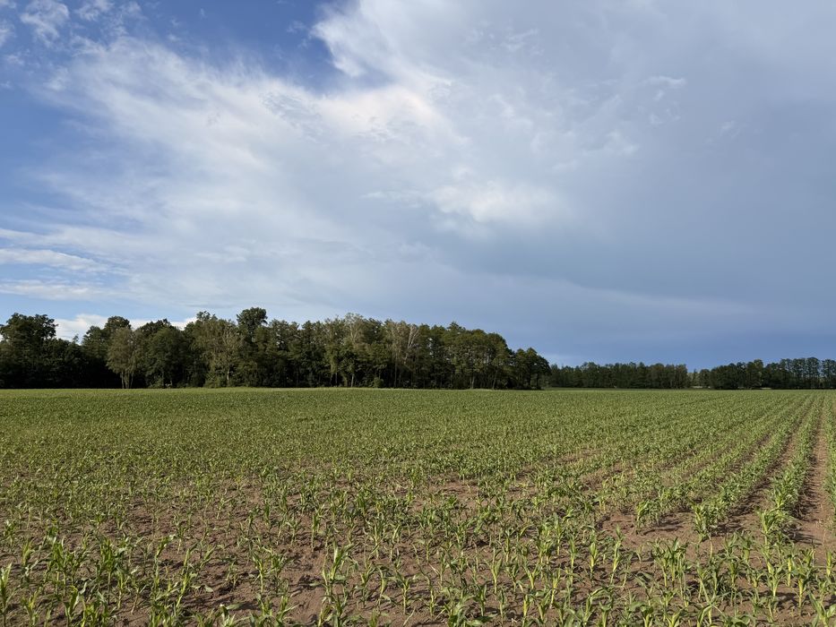 Działka budowlana Pogonów (1 km od Zbuczyna) - Widok 5