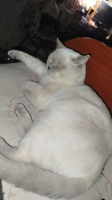 ТЕРМІНОВО котики британець та шотландець