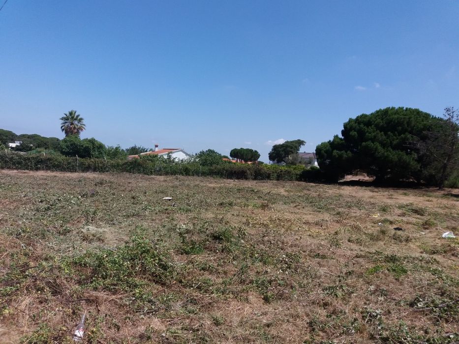 Limpeza de terrenos, Poda/Abate de Arvores  Preços Baixos