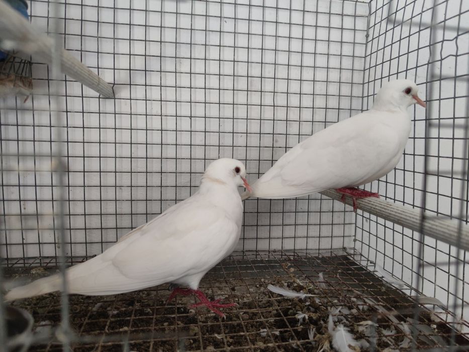 Casal de rolas brancas