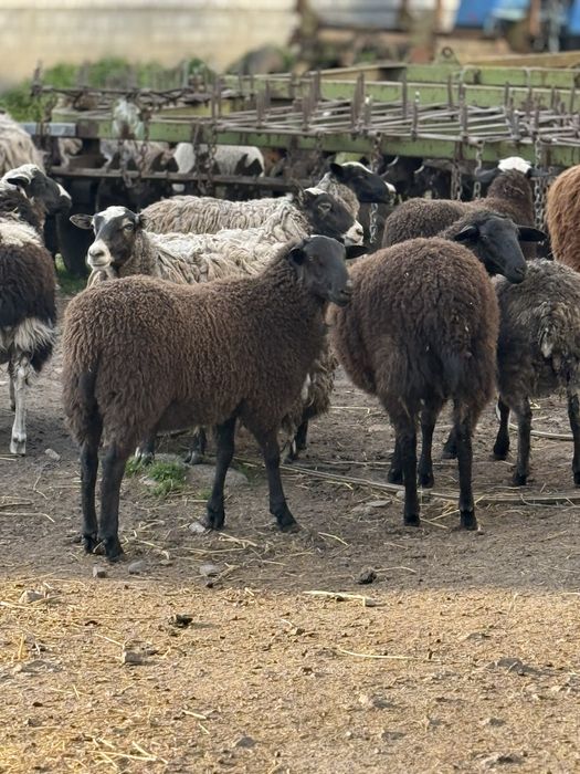 Мериноландшаф ягнята на мʼясо та розплід