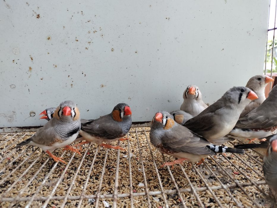 Mandarim  macho e fêmea