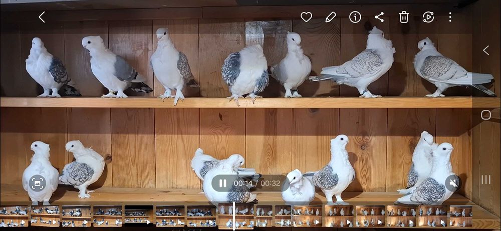 Gołębie ozdobne mewki orientalne