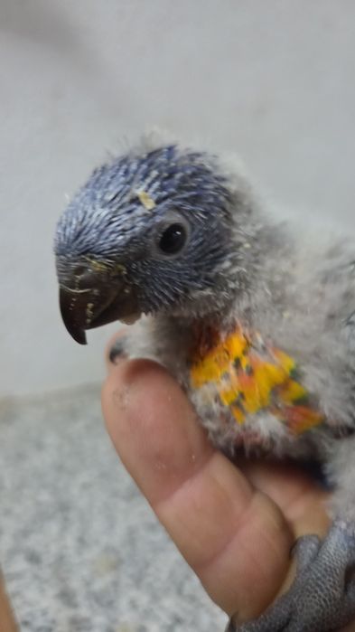 Papagaios diversas espécies