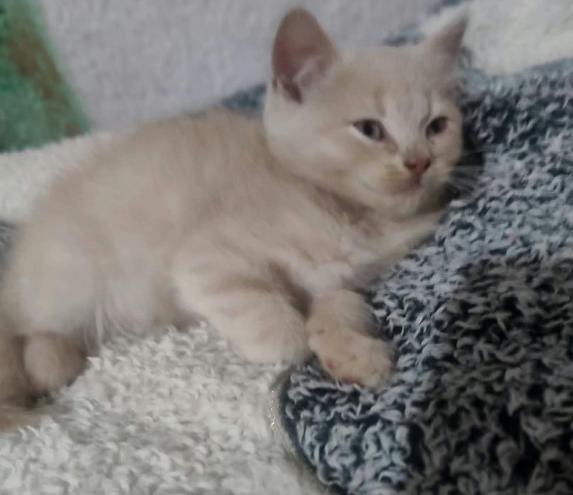 Продаються шотландські кошенята