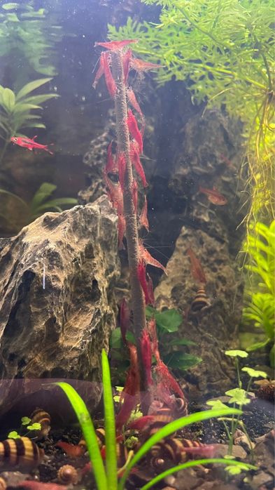 Camarões Neocaridina Red Cherry