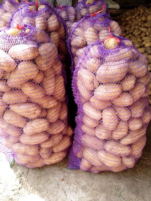 Продається картопля велика