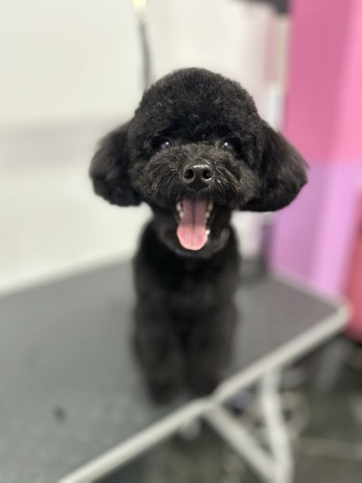 Грумінг Грумер Аліна Стрижка собак та котів Грумер Вишгород