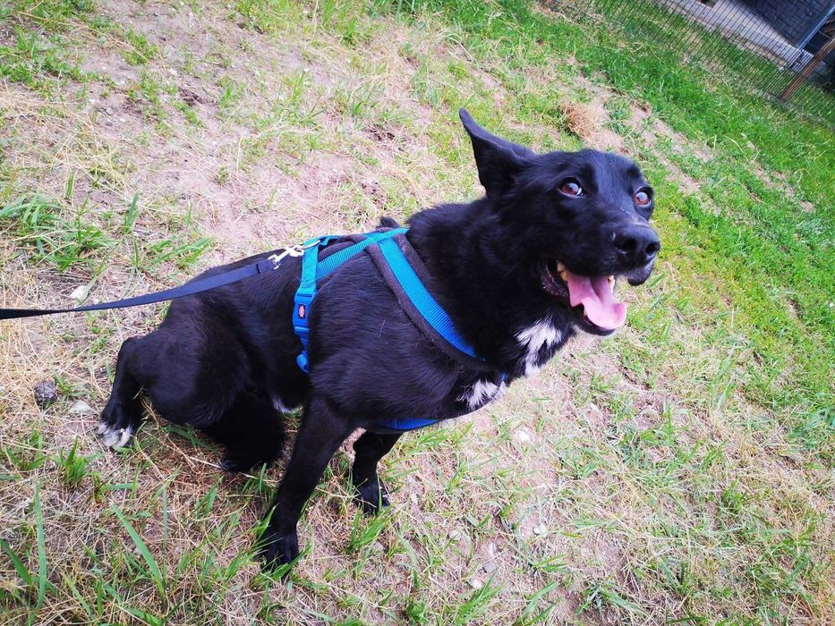 Kargul – wierny przyjaciel gotowy do adopcji