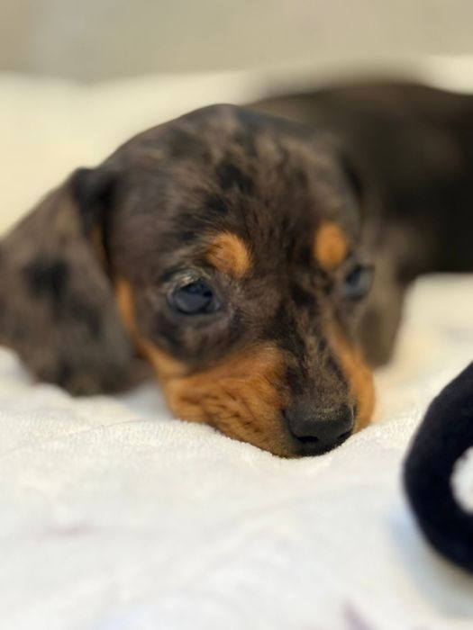 Teckel menina Arlequim miniatura