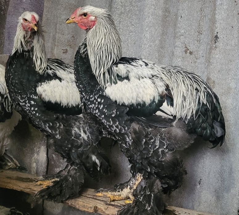 Инкубационное яйцо светлой (Колумбийской) и тёмной брамы, куры брама