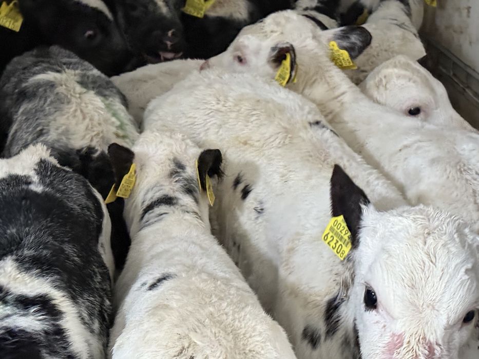 Cielaki odsadki byczki i jałóweczki