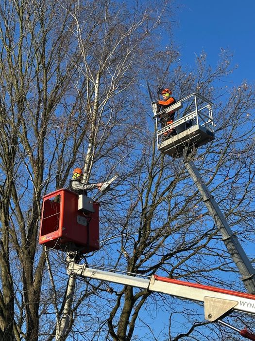 Wycinka drzew, karczowanie