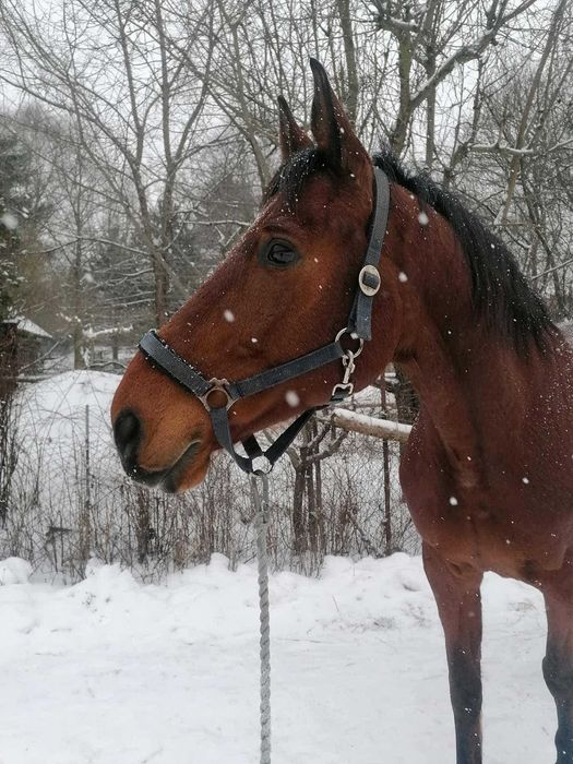 Koń, wałach małopolski