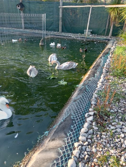 Cedem-se cisnes 2026