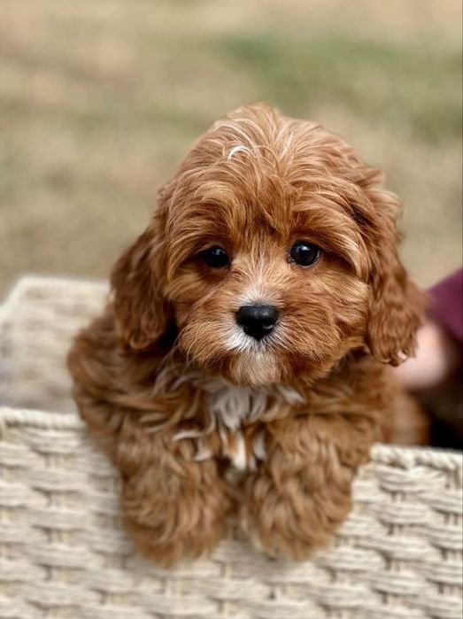 Добрий мальтипу/maltipoo F1 VIP