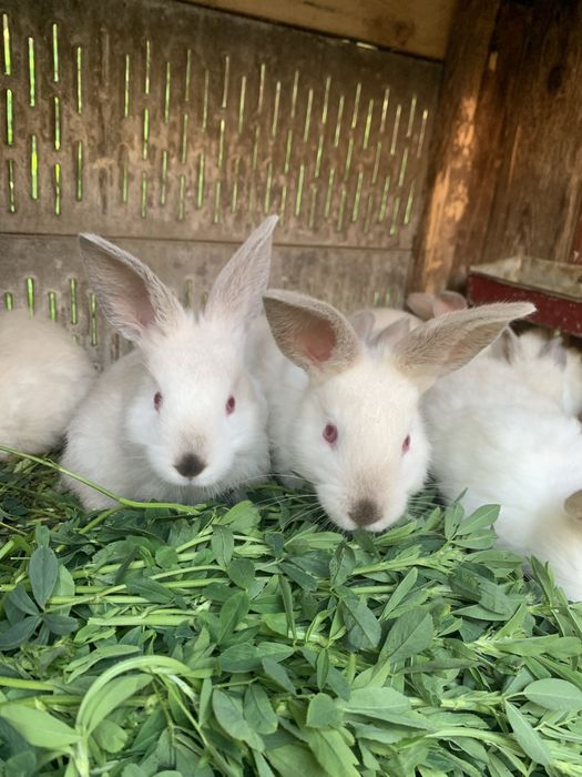 Продам чистокровних каліфорніїців