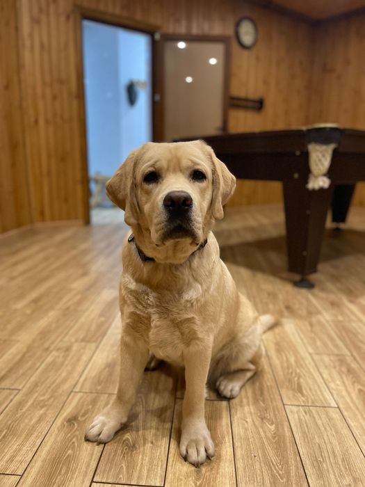 Кабель чистокровного Лабрадора ретривера предлагает услуги вязки