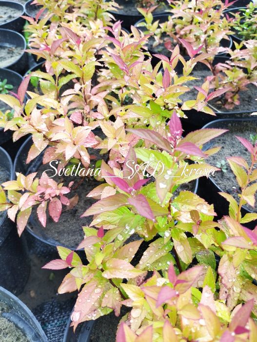 Спірея Голдфлейм, спирея голдфлейм, Gold Flame, ЗКС