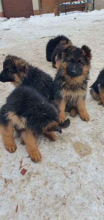 Owczarek niemiecki długowłosy