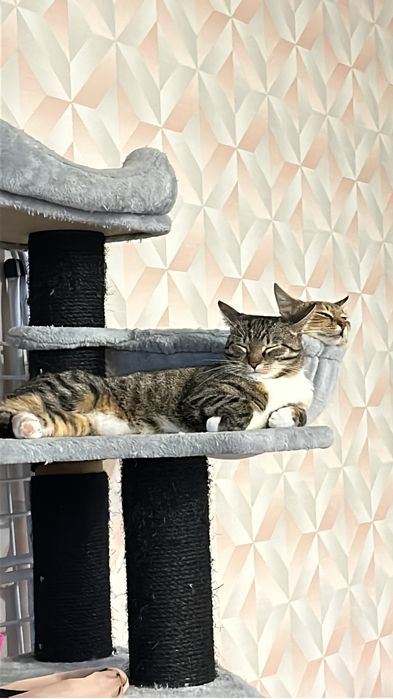 Dwie młode kotki do adopcji