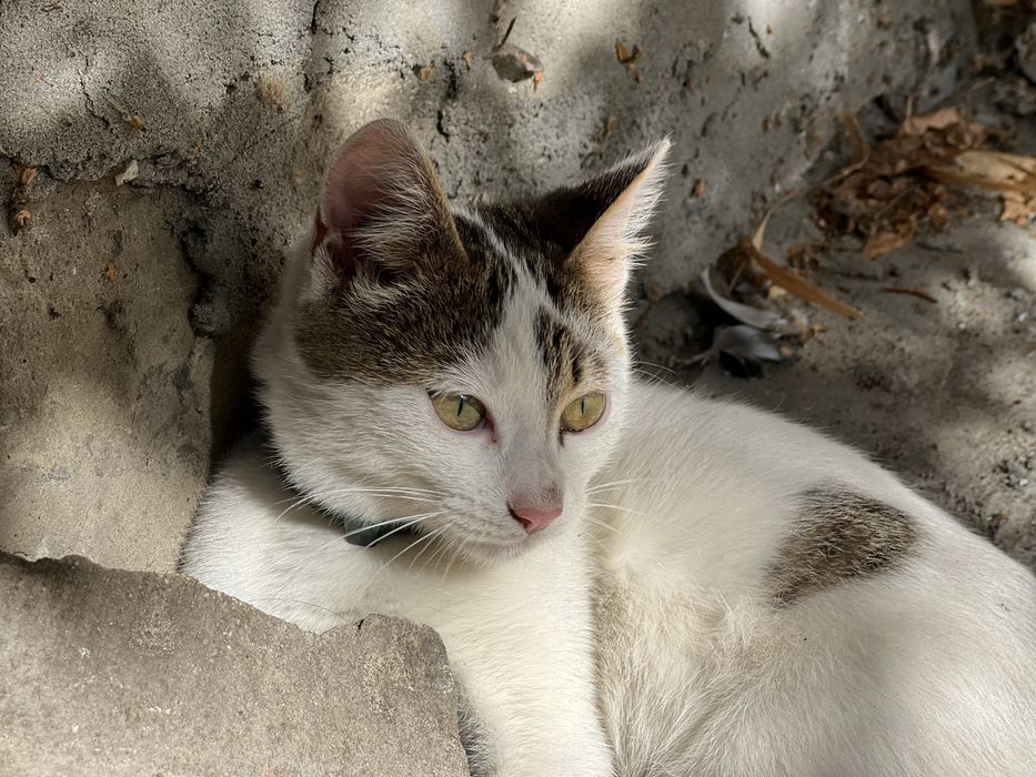 Дівчинка Соня шукає дім