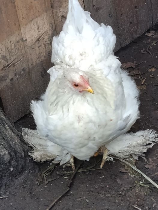 Para Kochina Miniaturowego