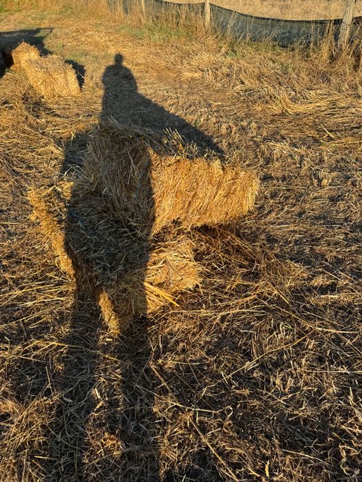 Vende palha nascediça