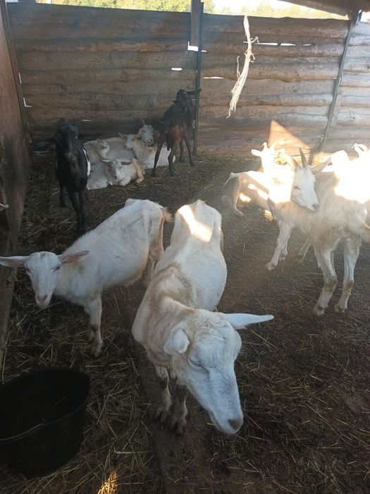 Продам дійних кіз