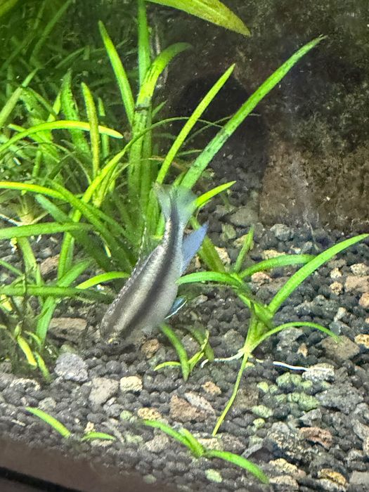 Crias de Kribensis 3/4cm