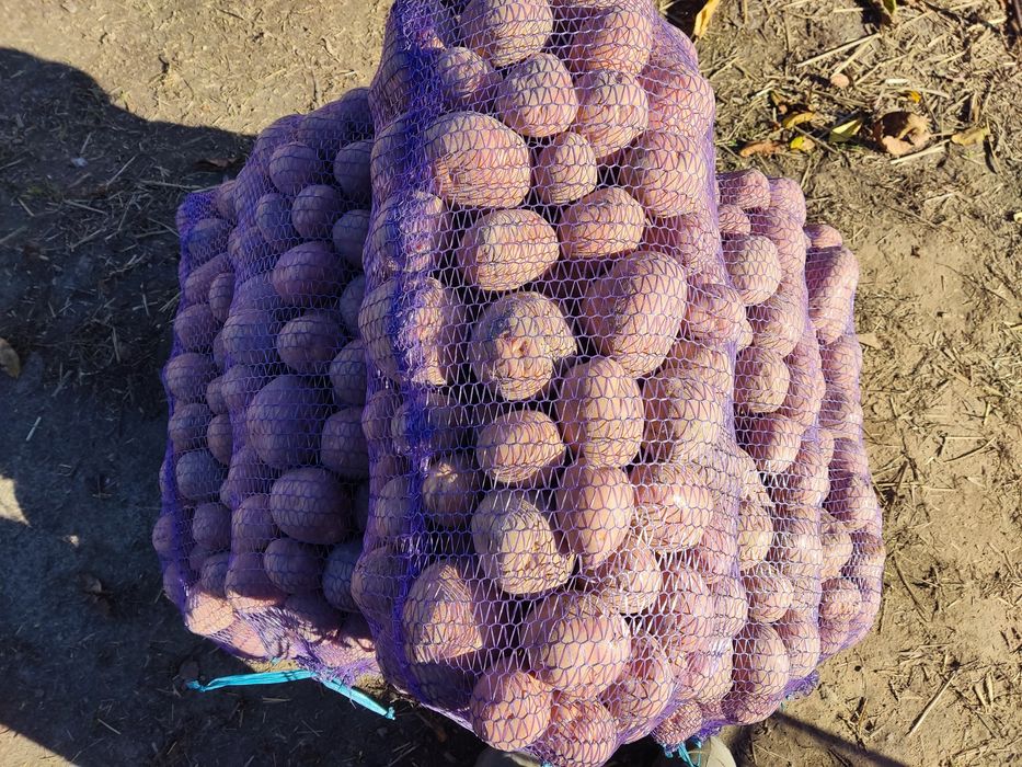 Продам картоплю белароса.6.5