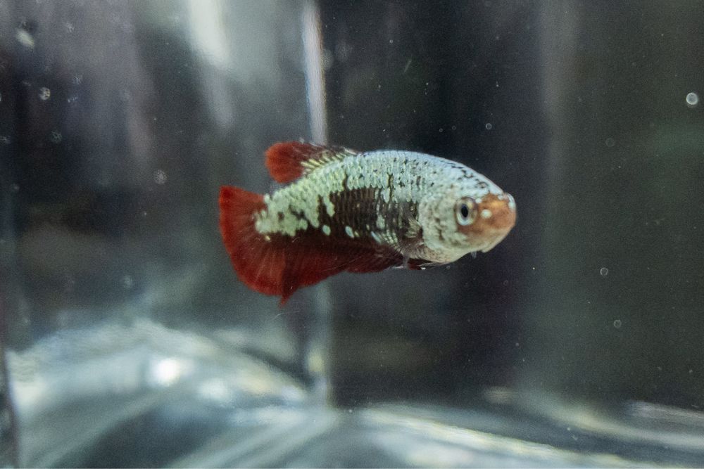 Femea betta Red Samurai plakat Espanhola