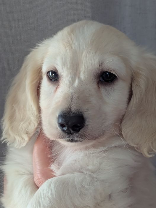 Хлопчик такса міні/кроль довгошерстний.