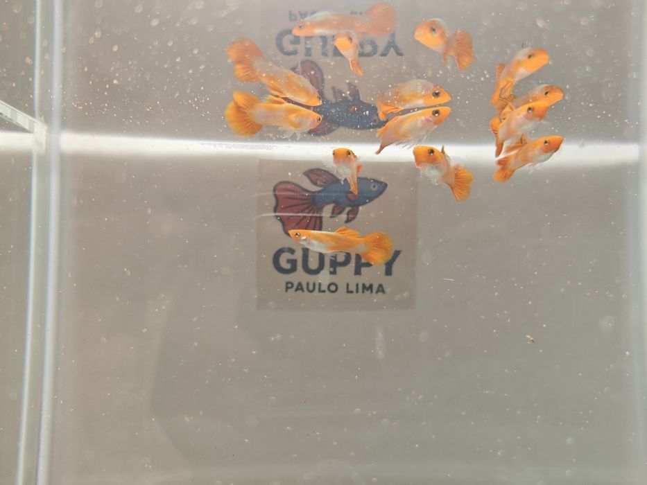 Guppy Koi Red Nose