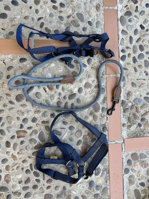 Acessórios p/ cães