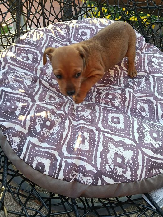 Pinscher fêmea castanha