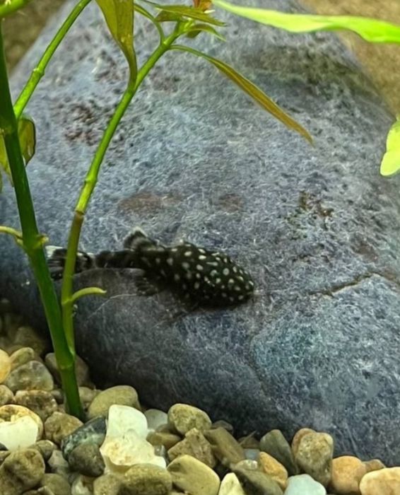 Анциструс сомик акваріумний