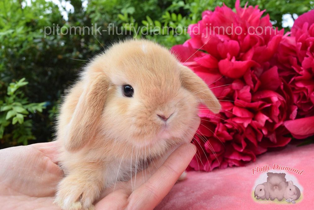 Ексклюзивні карликові кролики. Висловухий NHD. Є вибір! Розплідник