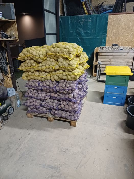 Ziemniaki 15kg soraya Belarosa