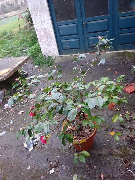 Vendo camélia / japoneira