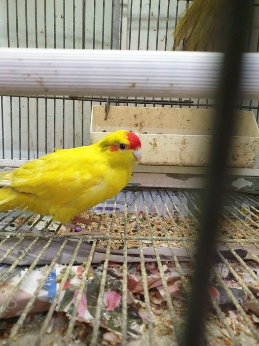 Karakakis lindissimos