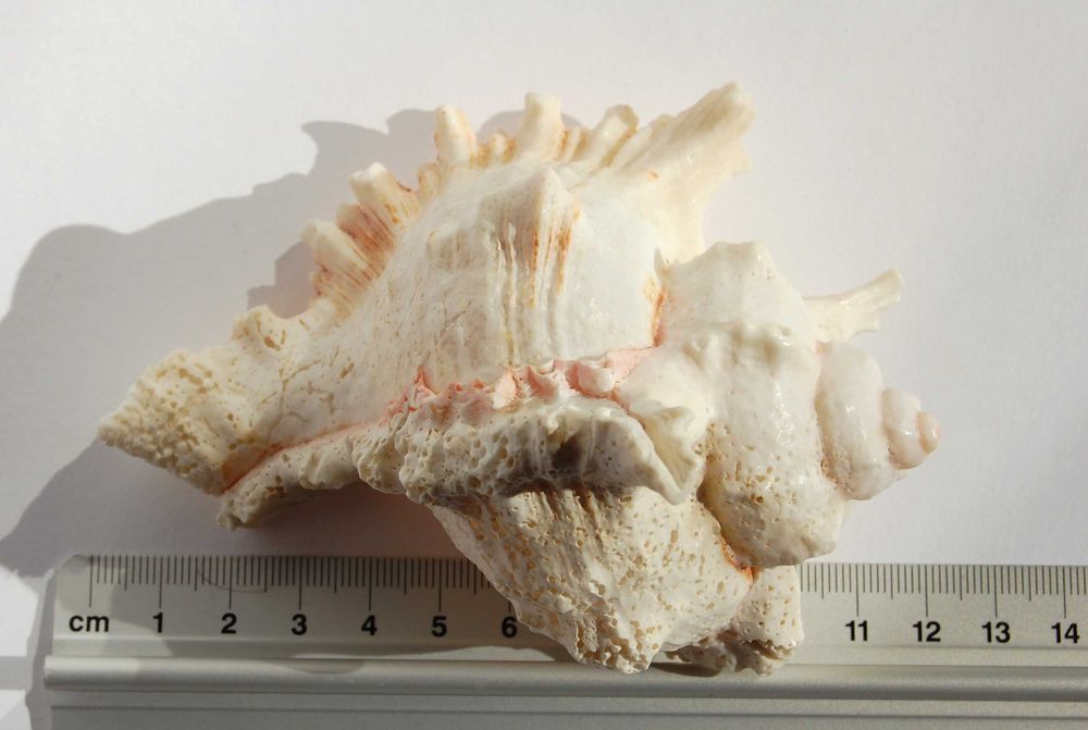 Muszla morska Murex Ramosus dł. 11,7 cm, marynistyka