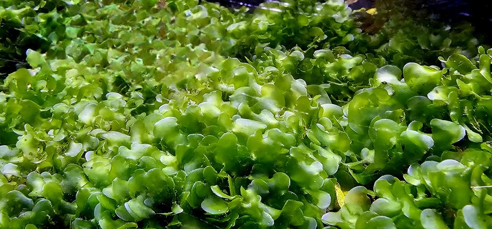 Vendo porções de 10 cm de "Musgo" 'Round Pelia'