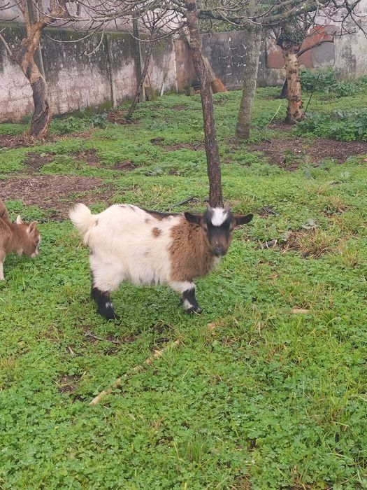 cabras anãs sem chifres