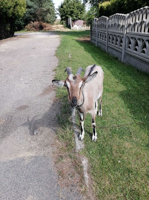 Koza młoda mleczna