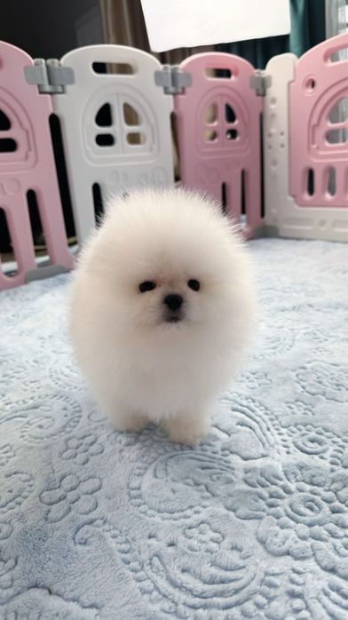 Предлагается к продаже очаровательный щенок померанского шпица