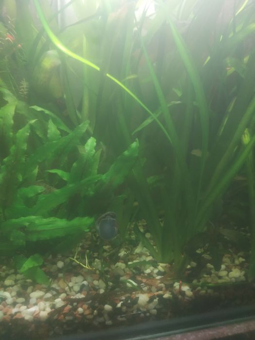 Акваріумні рослини