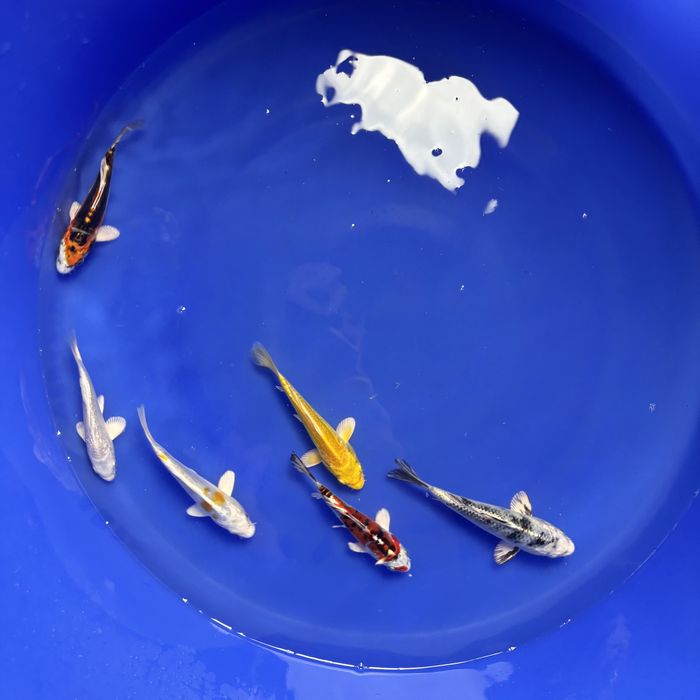 Japońskie karpie koi - WYSYŁKA Kamień