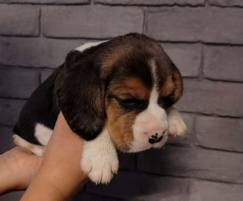 Beagle szczeniak
